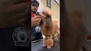 Poodle grooming pets puppy grooming poodleoftheday [upl. by Gwynne698]