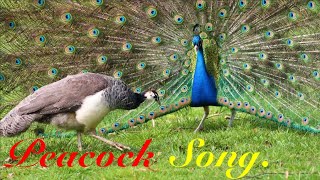 Peacock Song [upl. by Laius705]