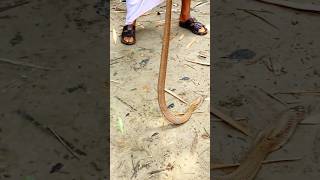 The man was able to catch the snake with binbasin rescue snake kingcobra [upl. by Brigit124]