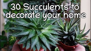 30 Low sunlight succulent names and care tips Indoor half shade succulents [upl. by Adnoluy394]