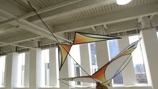 Indoor Kite Flying Fun or Folly [upl. by Coppins]