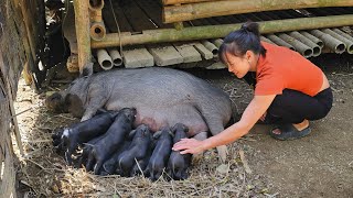 Harvesting the vegetable garden taking care of the newborn pigs  farm building Bàn Thị Diết [upl. by Eldrida]