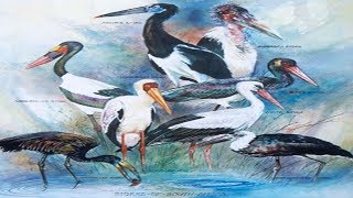 All Stork Species  Species List [upl. by Talyah]