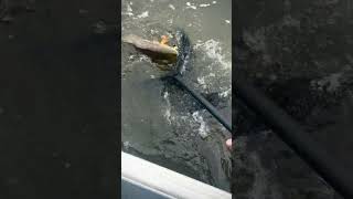 Kid catches Redfish in Alabama Marsh fishing bayou saltlife [upl. by Damle759]