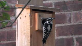 Female downy woodpecker makes 67 calls before calling it a night [upl. by Ninnetta]