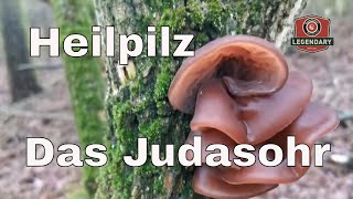 Das Judasohr  finden bestimmen und nutzen  Das sollten Ihr über den Vitalpilz wissen [upl. by Annatsirhc]