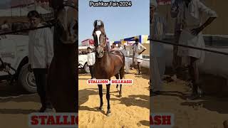 Stallion dilkash sire dilbagh at pushkar fair 2024 [upl. by Corine]