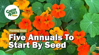 5 Annuals To Plant By Seed Early Spring [upl. by Kaufmann584]