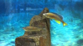 Cyprichromis pavo moliro WF spawning [upl. by Morra]