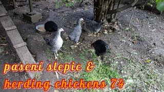 pasení slepic amp herding chickens 74 [upl. by Chapman]