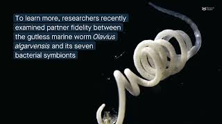 Infidelity in the Mediterranean Unexpected variability in the microbiome of a gutless worm [upl. by Gross]