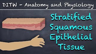 DITW  Stratified Squamous Epithelial Tissue [upl. by Sine]