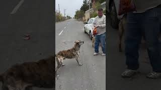 حامی سگهای بی پناه Unterstützer obdachloser Hunde dog iran animals [upl. by Euginimod]