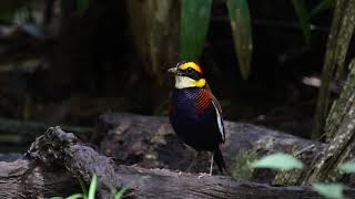 Malayan Banded Pitta  call [upl. by Sirrad]