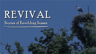 Revival Stories of Rewilding Sussex Documentary Full HD [upl. by Eramat]