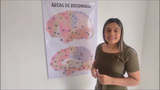 AREAS DE BRODMANN [upl. by Dasie43]