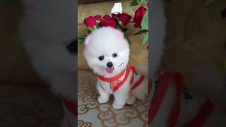 Cute teacup pomeranian puppies  pomeranian dog breeds  small dogs in India pomeranian puppies [upl. by Nawtna]