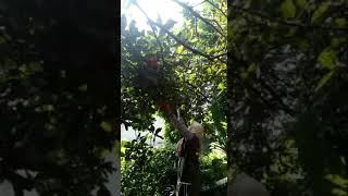 Harvesting rambutan fruit directly from the tree which bears lots of fruit rambutan fruit red [upl. by Eliot]