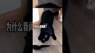 黑猫：你谁啊？搞笑 解压 搞笑配音 animals [upl. by Saravat]