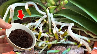 Just Coffee Suddenly Weak Orchid Grows 1001 Roots And Blooms Super Flower [upl. by Inatirb]