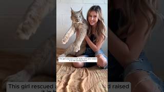 This girl rescued a lost baby lynx and raised it in her loving home animalshorts shortvideo [upl. by Etteve]