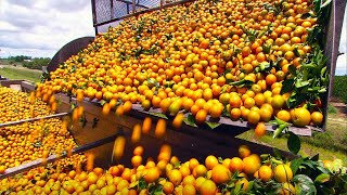 COMO se HACE el JUGO de NARANJA industrial 🍊 Producción en MASA de ZUMO de NARANJA [upl. by Alyn]