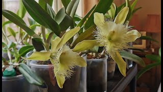 Rhyncholaelia digbyana how I grow and bloom this beautiful fragrant orchid on my bedroom windowsill [upl. by Ainwat]