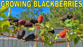 This BLACKBERRY Variety Is The One To Grow COMPLETE GROWING GUIDE [upl. by Notyalk]