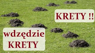 Jak się pozbyć KRETÓW   KRETY w ogrodzie  sposób na KRETY  kret krety [upl. by Anne-Marie585]