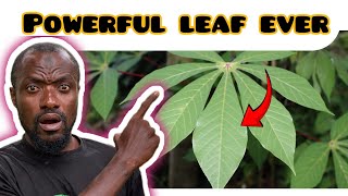 Top 5 physical benefits of cassava leaves you never knew existed [upl. by Eeliab]