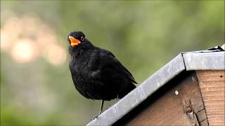 Amselgesang  Diese Töne gibt eine Amsel von sich singen und schimpfen [upl. by Willie]