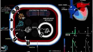 Atrial electrophysiology with antiarrhythmic agents  Atrial electrophysiology animation [upl. by Ellehcin620]