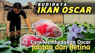 BUDIDAYA IKAN OSCAR  Cara Membedakan Jantan dan Betina [upl. by Mann]