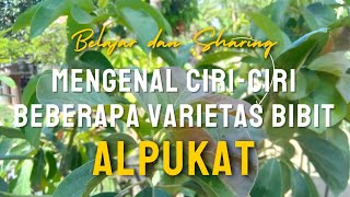 8 jenis bibit alpukat yang perlu anda diketahui perbedaannya‼️ jenisalpukat alpukat avocado [upl. by Maloney]