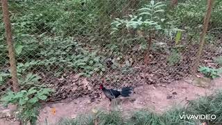 Nepalese kalij pheasant quotनेपाली कालिजquot  वन कुखुरा  quotLophura leucomelanosquot at Baglung Kalika Temple [upl. by Tabb196]