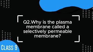 NCERT Class 9 Science Chapter 5 Why is the plasma membrane called a selectively permeable membrane [upl. by Oniratac]