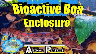 Our Brazilian Rainbow Boa gets a new Animal Plastics Enclosure 2023 Bioactive [upl. by Kezer133]