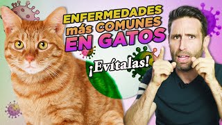 6 ENFERMEDADES MÁS COMUNES EN GATOS y cómo PREVENIRLAS 🦠🙀 Parvovirus herpesvirus leucemia [upl. by Etka72]