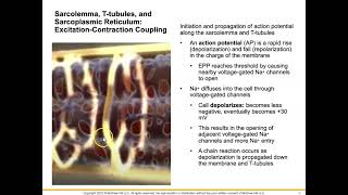 3 ExcitationContraction Coupling [upl. by Parish]