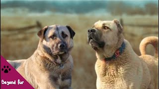 Anatolian ShepherdDifferences and Similarities with Kangal [upl. by Neelyt]