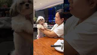 Saturdate with our fur babies at Chilis Chili’s Philippines  Baby Shih Tzu  Cute Furbabies [upl. by Nosam]