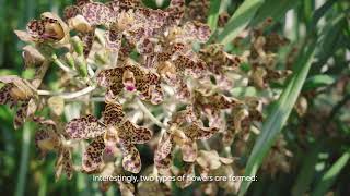 Whats Blooming Grammatophyllum speciosum Tiger orchid [upl. by Tudela]