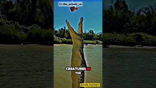 Crocodiles  The Ancient Predators of the Water🐊🌊 crocodile animals wildlife facts shorts [upl. by Hildegaard291]