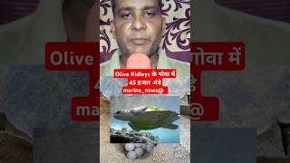 Olive Ridleys के गोवा में45 हजार अंडे marinenews [upl. by Lalage]