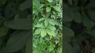 September Late Summer Chocolate Vines Akebias in Northeastern Zone 67 [upl. by Llain67]