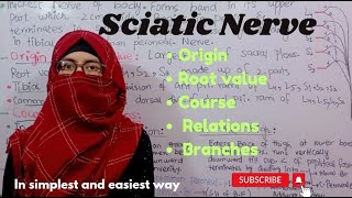 Sciatic Nerve  Origin  Root value Course  Relations  Branches  ayesha medical education [upl. by Kingsly]