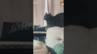 Cat gets high [upl. by Jeroma]