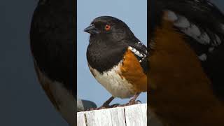 Learn Three Common Backyard Bird Songs [upl. by Namzaj681]