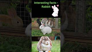 Interesting Facts shorts shortfeed shortvideo [upl. by Orferd863]