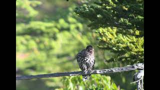 Spotted Nutcracker Mount Fuji Japan June 2024 [upl. by Carolee]